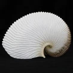 Argonauta Argo Linnaeus, 1758 (7)