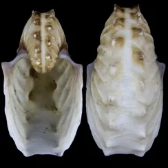 Argonauta Hians (10)