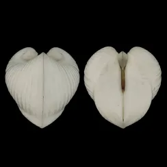 Meiocardia Moltkiana (1)