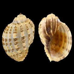 Harpa Articularis (3)