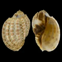 Hybrid Harpa Cabriti f. Major (3)