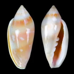 Marginella Desjardini (1)