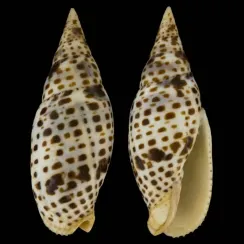 Mitra Cardinalis (4)