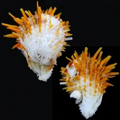 Spondylus Butleri (8)