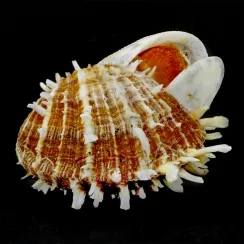 Spondylus Echinatus (1)