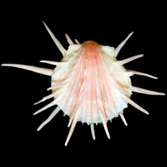 Spondylus Imperialis (2)