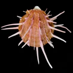 Spondylus Regius (3)