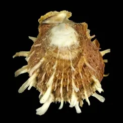 Spondylus Squamosus (1)