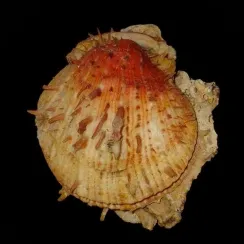 Spondylus Tenuis (1)