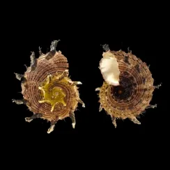 Angaria Melanacantha (1)