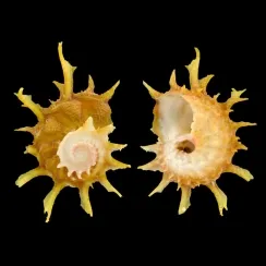 Angaria Sphaerula (2)