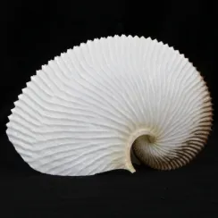 Argonautidae (17)