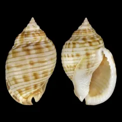 Semicassis Undulata (1)