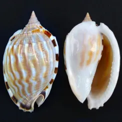 Phalium Fimbria (1)