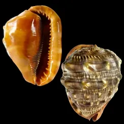 Cypraecassis Rufa (5)
