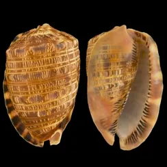 Cypraecassis Tenuis (1)