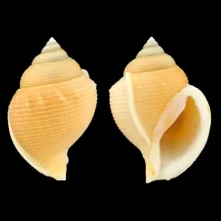 Galeodea Keyteri (2)