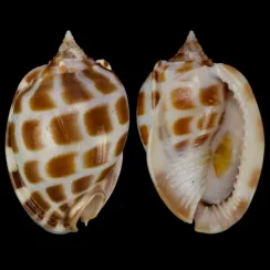 Phalium Areola (1)