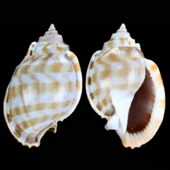 Phalium Bandatum (4)