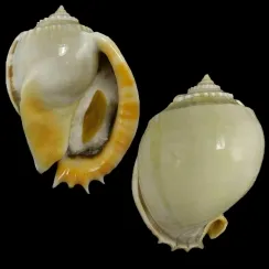 Phalium Glaucum (1)