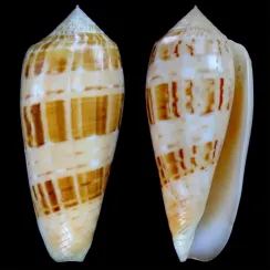 Conidae (215)