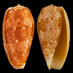 Conus Bullatus (2)
