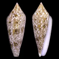Conus Gloriamaris (5)