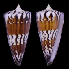 Strategoconus Generalis (3)