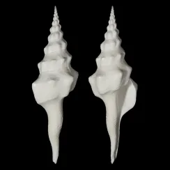 Cyrtulus Undatus (4)