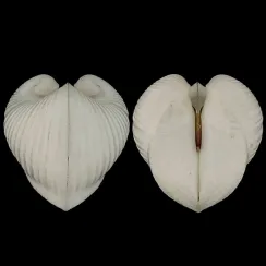 Glossidae (1)