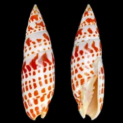Mitridae (5)
