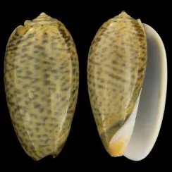 Oliva Tigrina (6)