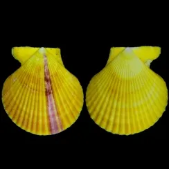 Pectinidae (39)