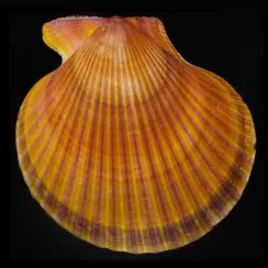 Mimachlamys Asperrima (1)
