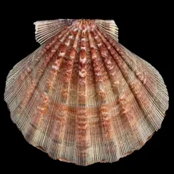 Nodipecten Subnodosus (9)