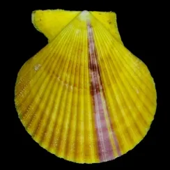 Mimachlamys Spinicostata (1)