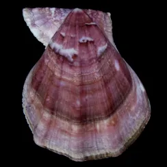 Swiftopecten Swiftii (3)