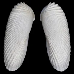 Pholadidae (1)