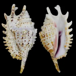 Strombidae (91)
