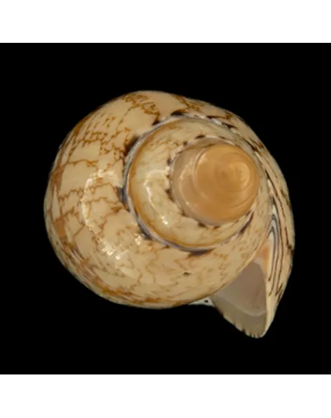 Amoria Damonii