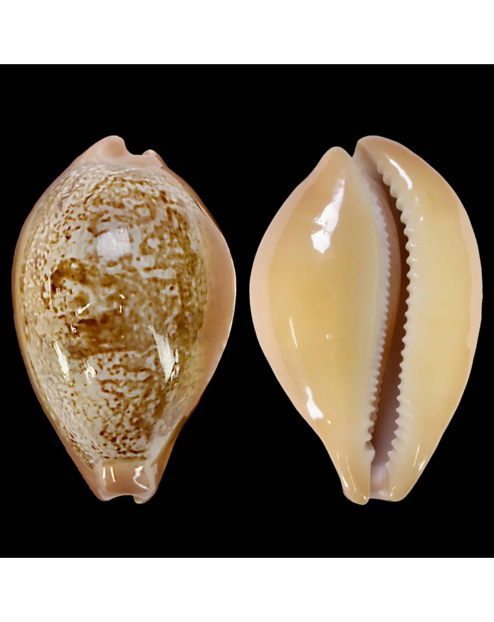 Austrasiatica Langfordi