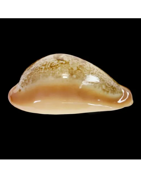 Austrasiatica Langfordi