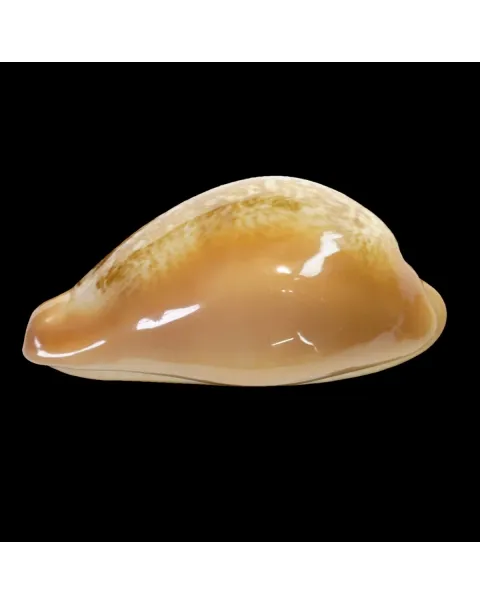 Austrasiatica Langfordi