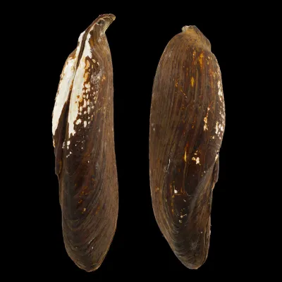 Arconaia Lanceolata