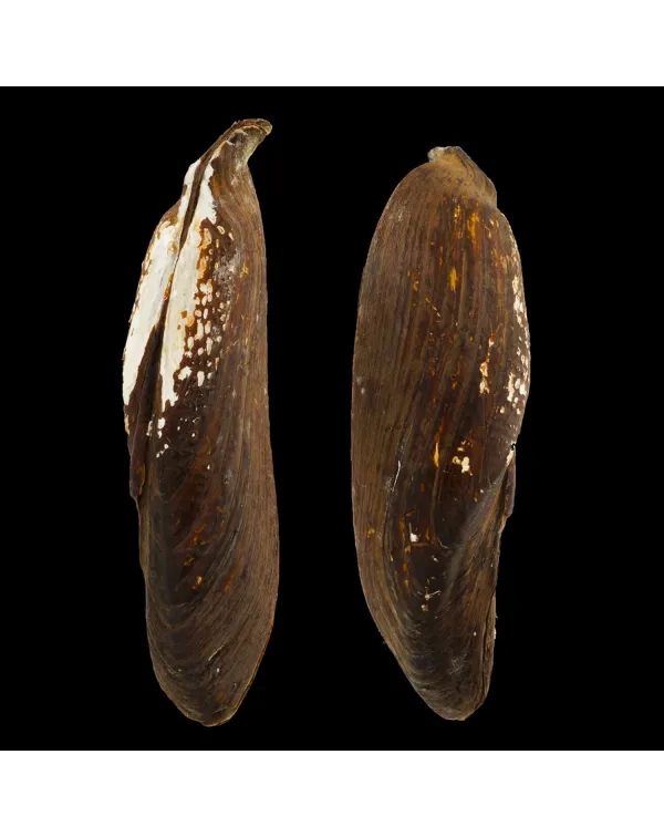 Arconaia Lanceolata