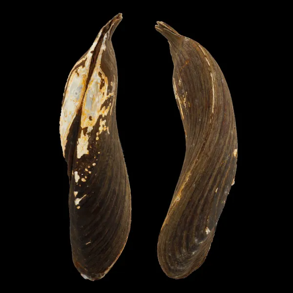Arconaia Lanceolata