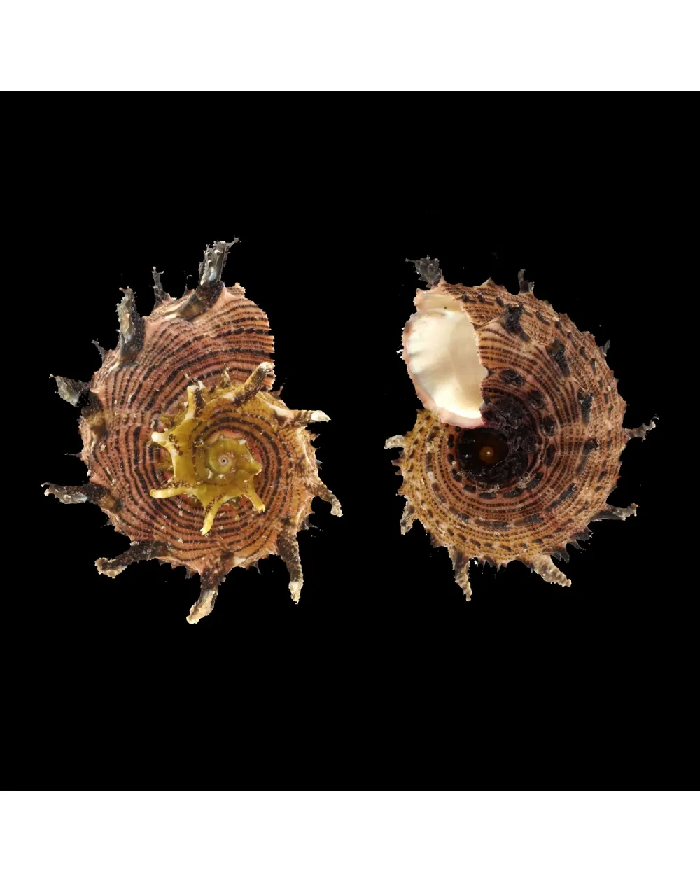 Angaria Melanacantha