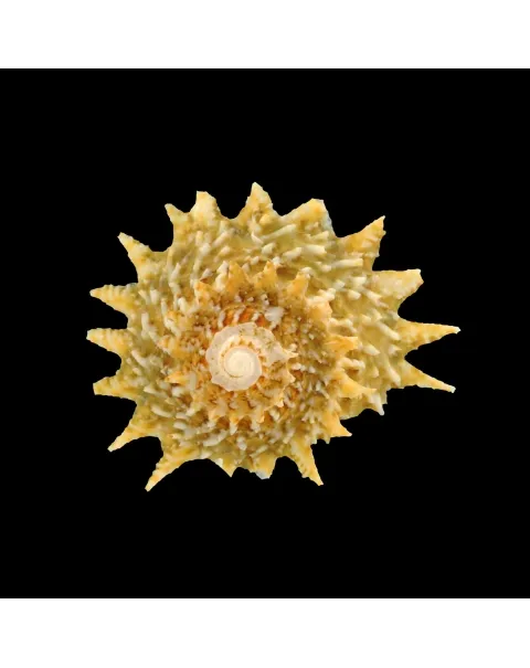 Lithopoma Phoebium