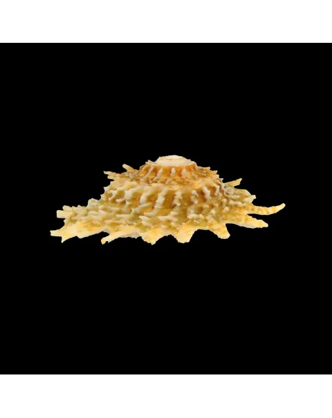 Lithopoma Phoebium