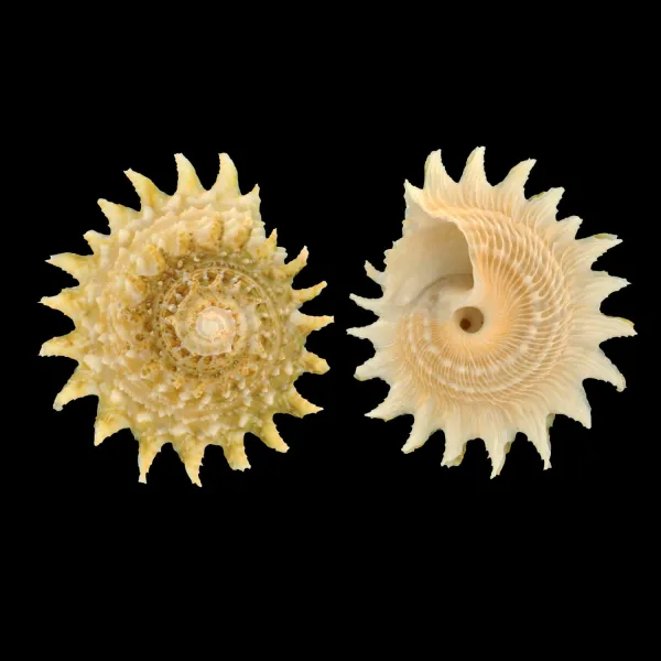 Lithopoma Phoebium